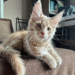Maine coon mačići