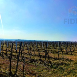 Vinograd sorte graševina - Erdut