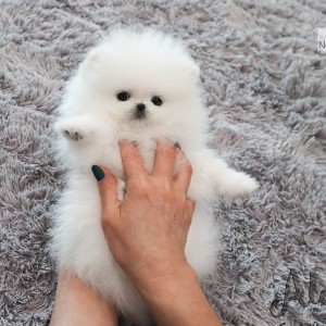 Pomeranci boo