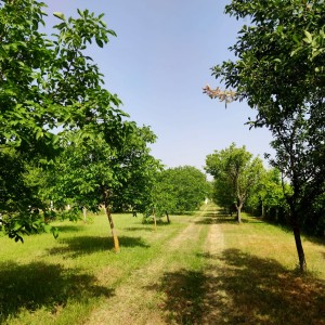Vikendica s velikom okućnicom - Zmajevac