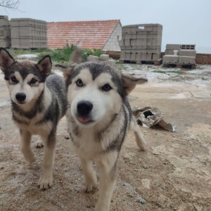 Sibirski haski štenci