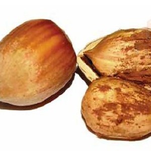 Ekološki nasad lijeske s mehanizacijom - okolica Daruvara