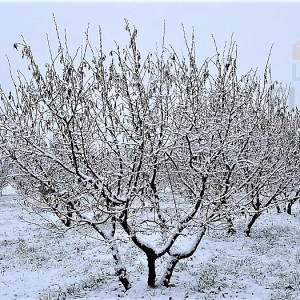 Ekološki nasad lijeske s mehanizacijom - okolica Daruvara
