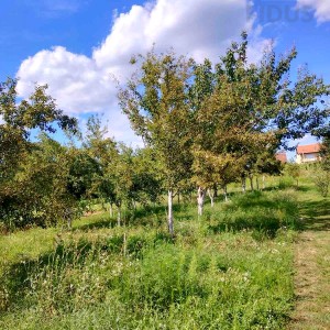 Kuća s okućnicom - Sarvaš