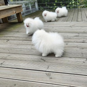 Pomeranac (BOO) mužjaci i ženke