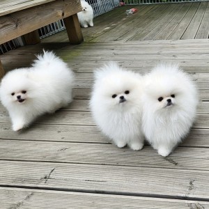 Pomeranac (BOO) mužjaci i ženke
