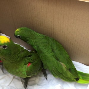 Prodajem pitome amazonske papige Baby Yellow Nape koje govore