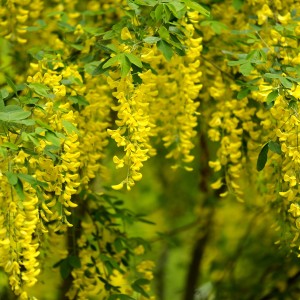 sadnica Laburnum zlatna kiša