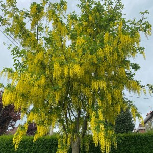 sadnica Laburnum zlatna kiša