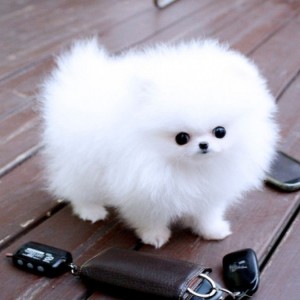 Pomeranac (BOO) mužjaci i ženke