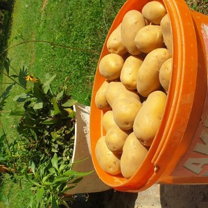Krumpir 0.60€/kg