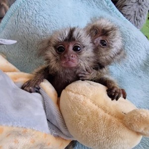 Mladunci majmuna kapucina i marmozet majmuna