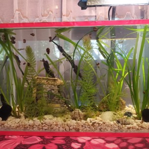 Akvarijsko bilje valisnerija, rogolist
