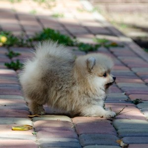 Štene pomeranskog špica