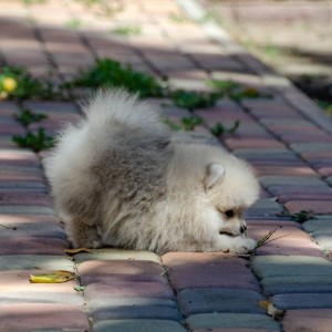 Štene pomeranskog špica