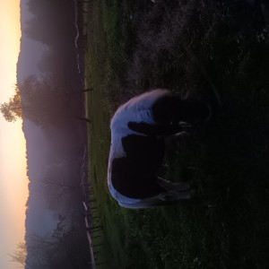 prodajem pony konja