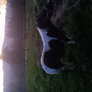 prodajem pony konja