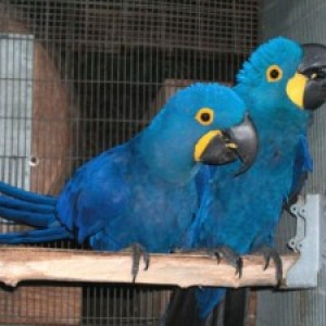 Dostupne papige Hyacinth Macaws, za udomljavanje