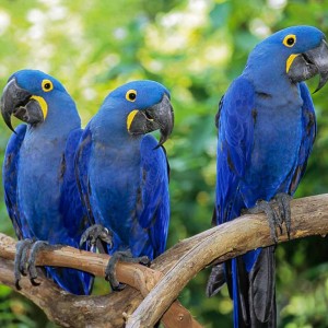 Dostupne papige Hyacinth Macaws, za udomljavanje