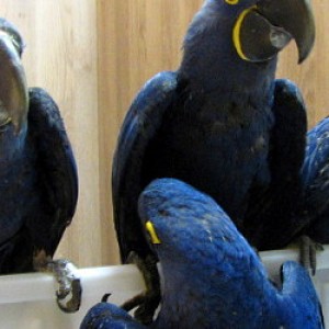 Dostupne papige Hyacinth Macaws, za udomljavanje
