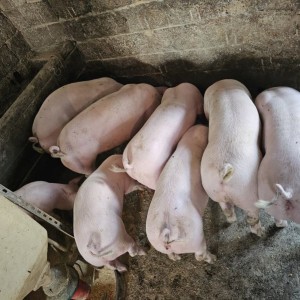 Prodajem svinje i gnojivo za stoku