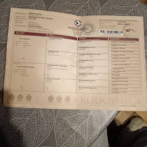 Američka Akita štenci