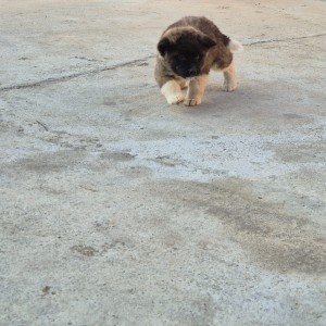Americka Akita stenci