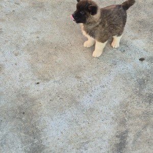 Americka Akita stenci