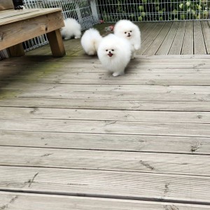 Pomeranac (BOO) mužjaci i ženke