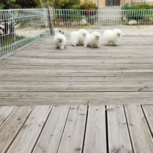 Pomeranac (BOO) mužjaci i ženke
