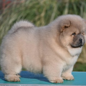 Chow Chow Cau Cau Čau Čau