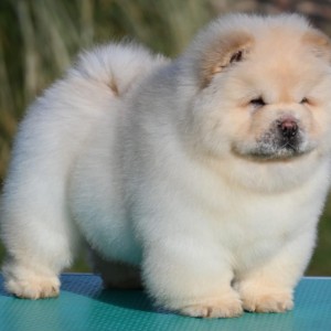 Chow Chow Cau Cau Čau Čau