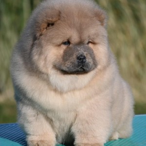 Chow Chow Cau Cau Čau Čau