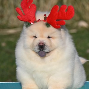 Chow Chow Cau Cau Čau Čau