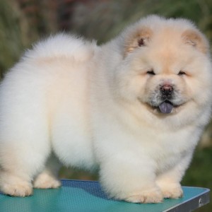 Chow Chow Cau Cau Čau Čau