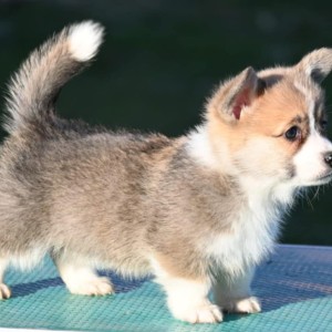 Velski korgi/Welsh Corgi Pembroke
