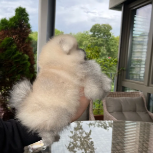 Pomeranac (BOO) mužjaci i ženke