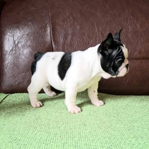 Francuski Buldog PRELEPI štenci