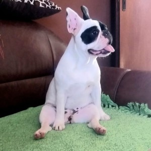 Francuski Buldog PRELEPI štenci