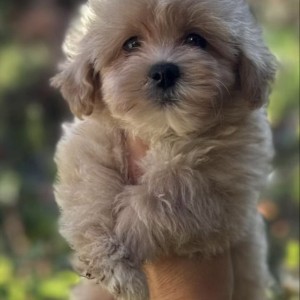 Maltipoo vrhunske genetike na prodaju