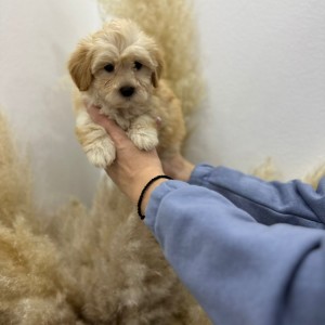 Maltipoo vrhunske genetike na prodaju