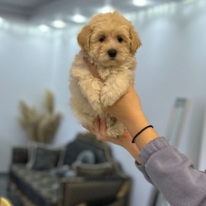 Maltipoo vrhunske genetike na prodaju