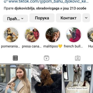 Maltipoo vrhunske genetike na prodaju