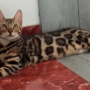 Bengalski Macici