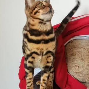 Bengalski Macici