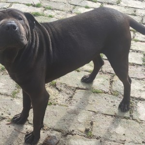 Udomljava se Rex shar-pei