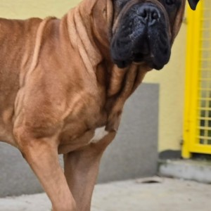 Bullmastiff Zeus traži dom