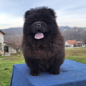 Čau Čau Chow Chow Štenci