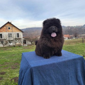 Čau Čau Chow Chow Štenci
