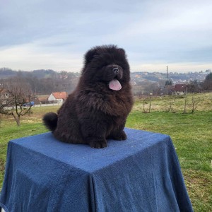 Čau Čau Chow Chow Štenci